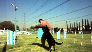 K9 TOP TRAINING CRIA FORMACION Y VENTA DE PERROS CACHORROS Y ADULTOS ENTRENADOS [upl. by Andres]