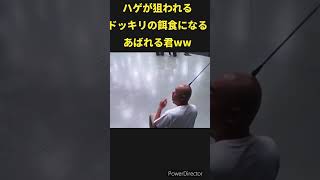 ハゲが狙われるドッキリ！ あばれる君 ドッキリ [upl. by Rema]