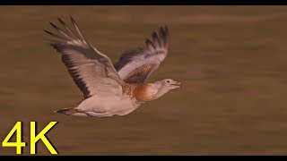 Reloaded Great Bustard  Germanys rare and Worlds havierst flying Bird [upl. by Nagle]