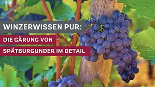 Winzerwissen Die Gärung des Spätburgunders im Detail 🍇🍷 [upl. by Zischke]