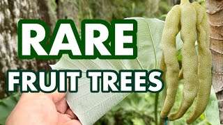 Rare Fruit Trees You Need To Grow [upl. by Sinegra]