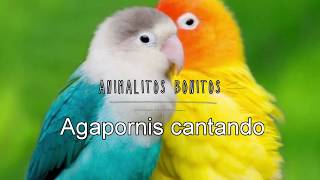 AGAPORNIS Cantando 😍ESTIMULA el CANTO 🔑💯 [upl. by Parrish]