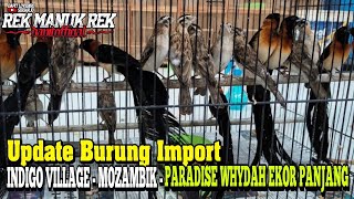 UPDATE HARGA BURUNG INDIGO VILLAGE  MOZAMBIK  PARADISE WHYDAH EKOR PANJANG [upl. by Simdars253]