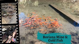 Gigantic Gold Fish Pond amp Boriana Mine on The Arizona Peace Trail elleyknowsrocks thefinders [upl. by Grados]