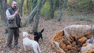 Come CERCARE TARTUFI nelle Crete Senesi  TARTUFO BIANCO [upl. by Odericus88]