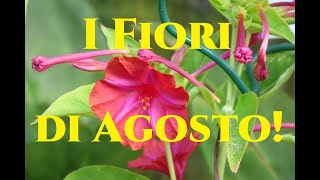 Tutti i fiori di Agosto nel Giardino di Monfestino Gardeners World [upl. by Alac62]