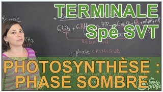 Photosynthèse  phase sombre  Spé SVT  Terminale  Les Bons Profs [upl. by Lanfri]