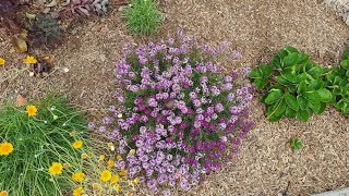 Sweet Alyssum Lobularia maritima is a Beautiful Drought Tolerant Annual [upl. by Philips328]