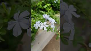 Plumbago auriculata The Jewel of the Garden shorts flowers [upl. by Ettennod]