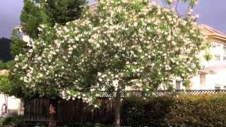 Chilopsis linearis  Desert Willow Desert Catalpa [upl. by Raseac]