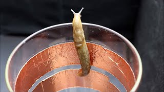 Garden Myth Busted  Can Copper Tape Stop Slugs [upl. by Eenalem]