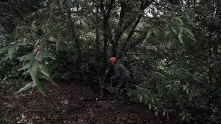 Uplifting an Quercus ilex  Burncoose Nurseries [upl. by Odlo888]