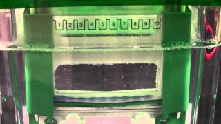 SDSPAGE Gel Electrophoresis [upl. by Neelrad331]