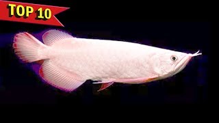 Top 10 Expensive Arowana Fish Varieties [upl. by Acinad]