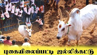 புகையிலைப்பட்டி ஜல்லிக்கட்டு தரமான சம்பவம் [upl. by Eenyaj285]