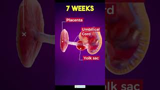 7 week pregnancy7 Weeks Pregnant  Baby Development pregnancy 7weekpregnancy pregnancysymptoms [upl. by Atinar]