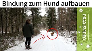 Bindung zum Hund aufbauen ➡️ Praxisvideo ✔️ [upl. by Canter135]