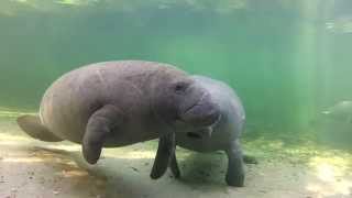 Meet the Manatees of Blue Spring [upl. by Ayila]