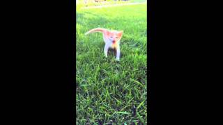 Mr Pinky Cerebellar Hypoplasia KITTEN [upl. by Siloa221]