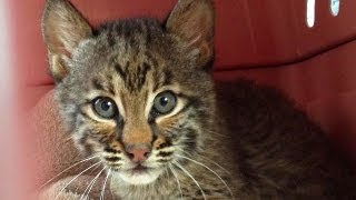 NEW Bobcat Kitten [upl. by Titos]