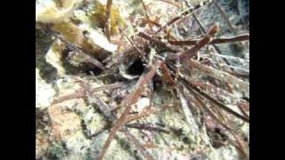 How to find and catch bobbit worm Lov na velikega morskega crva [upl. by Sabah]