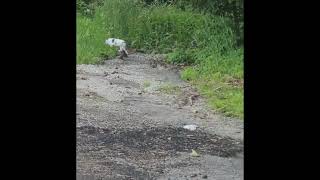 May 24  25 2024 Asburys cats using our driveway as a runway in Jefferson Hills Boro Pa [upl. by Herman]