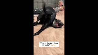 😭😭dog compilation pt19 funnydogs pets dogs DogLife doglover [upl. by Callista]