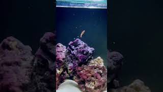 Tailspot blenny eating flakes 24 hours in the aquarium [upl. by Nikolas]