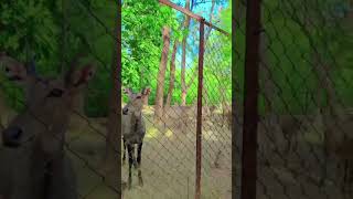 Qaafirana song🗣️wildlifeemotionalpatna zoostatusanimals talk [upl. by Jodoin502]