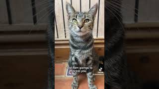 Mr tickle man tickles munchkins man catvideos cat funnyanimal funny funniestvideo [upl. by Madelyn583]