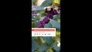 Beautyberry Callicarpa americana amp Callicarpa dichotoma [upl. by Aerdnahs13]