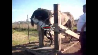 ARLEY PEREZ POR NECESIDAD DEJO SU RANCHO BY GUERITOwmv [upl. by Kennie]