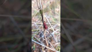 Beautiful Pest insects pest bug serangga viralshorts [upl. by Erdnaid482]