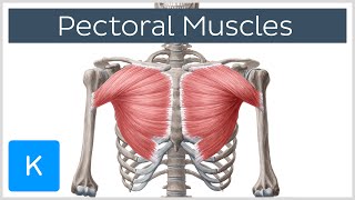 Pectoral Muscles Area Innervation amp Function  Human Anatomy  Kenhub [upl. by Cyma632]