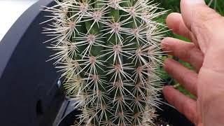 Pachycereus Pringlei Cardon Cactus [upl. by Dlonyar890]