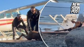 Wild video shows baby moose saved from lake by Alaska man police [upl. by Agace]