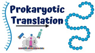 Translation mRNA to Protein animation [upl. by Di]