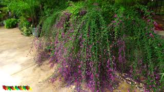 🌺Amazing Pollinator Shrub 🌺 Lespedeza thunbergii [upl. by Hesther]