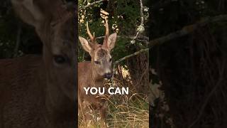 Compilation coming this Sunday bowhunting roe bucks during the rut roebuck bowhunting roedeer [upl. by Hyams]