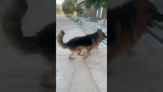 Gsd dog power germansheparddog shorts ytshorts [upl. by Neelasor995]