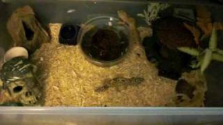 Leopard gecko care  cage setup info  breeding [upl. by Dorren]