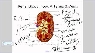 Renal Blood Flowwmv [upl. by Reinald]