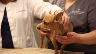 How to administer subcutaneous injections to your pet [upl. by Occir2]