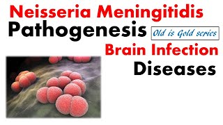 Neisseria meningitidis microbiology  Pathogenesis lab diagnosis disease treatment [upl. by Nylednarb]