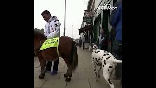 Premier cheval guide d’aveugle au monde CCTV Français enquête reportage investigation arte doc [upl. by Debor]