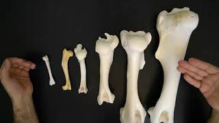 Comparative anatomy of the humerus [upl. by Kalie]