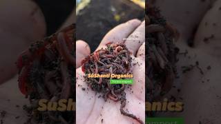 Eisenia Fetida earthworms 🪱 vermicompost savesoil shortsviral shorts [upl. by Yroffej]