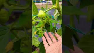 Growing Tomatillos for the First TIme  amazing garden gardening viral [upl. by Wittie]