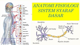 Anatomi FIsiologi Sistem Saraf Dasar 1 [upl. by Ronyam734]