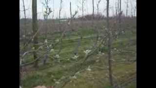 Usluzna rezidba jabuke  kako pravilno rezati jabuku  savet  winter pruning [upl. by Derrej]